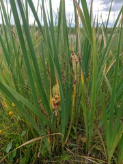 Iris lactea biglumis