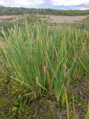 Iris lactea biglumis