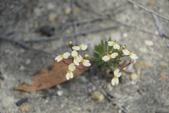 Stylidium acuminatum