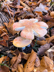 Amanita muscaria