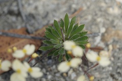Stylidium acuminatum