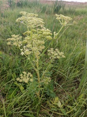 Cnidium dauricum