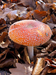 Amanita muscaria