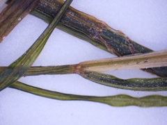 Potamogeton strictifolius