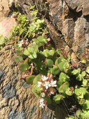 Crassula pellucida marginalis