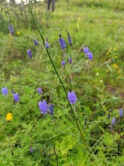 Adenophora stenanthina