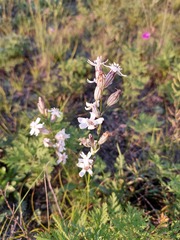 Silene jeniseensis