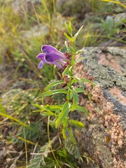 Scutellaria scordifolia
