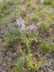 Veronica pinnata
