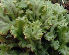 Marchantia polymorpha ruderalis