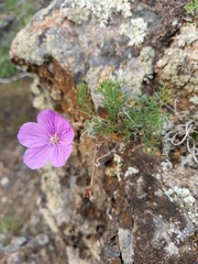 Erodium tataricum