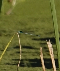 Pseudagrion microcephalum