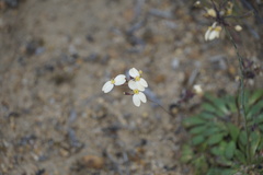 Stylidium spathulatum