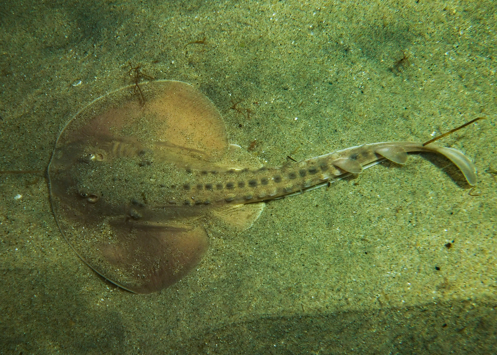 Thornback
