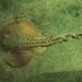Thornback Guitarfish - Photo (c) Steven Sennikoff, some rights reserved (CC BY-NC), uploaded by Steven Sennikoff