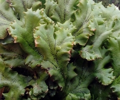 Marchantia polymorpha ruderalis