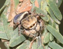 Simaethina