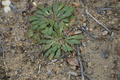 Stylidium spathulatum