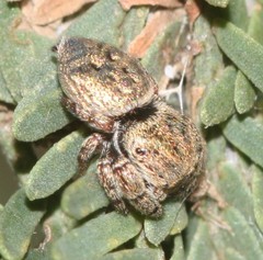 Simaethina