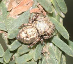 Simaethina