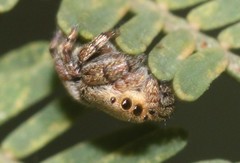 Simaethina