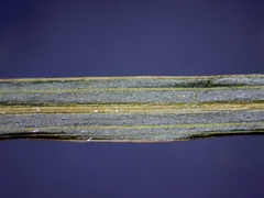 Potamogeton strictifolius