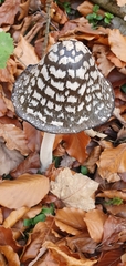 Coprinopsis picacea