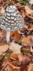 Coprinopsis picacea