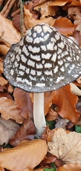 Coprinopsis picacea