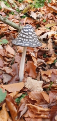 Coprinopsis picacea