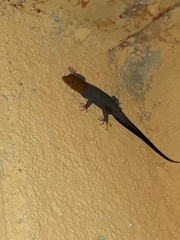 Gonatodes albogularis fuscus