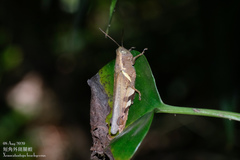 Xenocatantops brachycerus