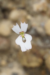 Stylidium androsaceum