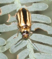 Monolepta subsuturalis
