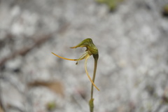 Pterostylis turfosa