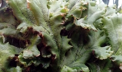 Marchantia polymorpha ruderalis