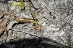 Pterostylis turfosa