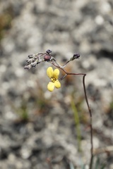 Stylidium luteum