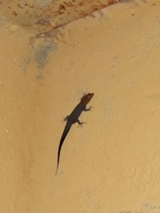 Gonatodes albogularis fuscus