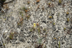 Stylidium luteum
