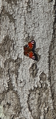 Aglais io