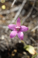 Elythranthera emarginata