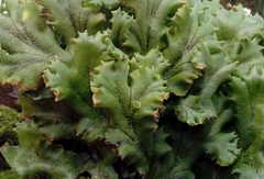 Marchantia polymorpha ruderalis