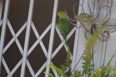 Brotogeris tirica