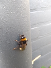 Bombus