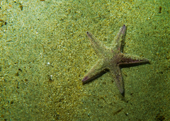 Astropecten armatus