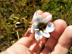 Ixia monadelpha
