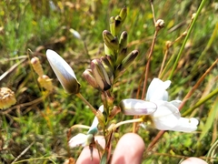 Ixia monadelpha