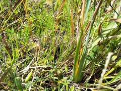 Ixia monadelpha