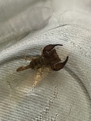 Euscorpius